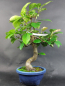 Preview: Bonsai - Quitte, Cydonia Sinensis