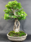 Preview: Bonsai - Dreispitzahorn, Acer Buergerianum Ishizuki, auf 2 Felsen