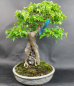 Preview: Bonsai - Dreispitzahorn, Acer Buergerianum Ishizuki, auf 2 Felsen