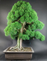 Preview: Bonsai - Wacholder, Juniperus Chinensis Kishu, Japan