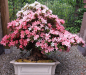 Preview: Bonsai - Jap. Satsuki Azalee, Shin Nikko