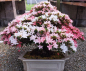 Preview: Bonsai - Jap. Satsuki Azalee, Shin Nikko