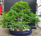 Preview: Bonsai - Hainbuche, Carpinus Laxiflora, Japan
