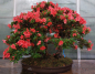 Preview: Bonsai - Jap. Satsuki Azalee, Hi-no-Tsukasa