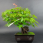 Preview: Bonsai - Fächerahorn, Acer Palmatum Rock, Shohin