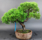 Preview: Bonsai - Wacholder, Juniperus Chinensis Itoigawa