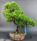 Preview: Bonsai - Wacholder, Juniperus Chinensis Itoigawa
