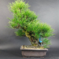 Preview: Bonsai - Pinus Thunbergii Corticosa, Schwarzkiefer, Japan
