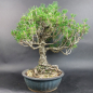 Preview: Bonsai - Pinus Thunbergii Kotobuki, Schwarzkiefer, Japan