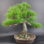 Preview: Bonsai - Pinus Thunbergii, Schwarzkiefer, Japan