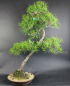 Preview: Bonsai - Japanese Black Pine, Pinus Thunbergii
