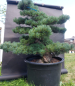 Preview: Gardenbonsai, Niwaki - Japanese White Pine, Pinus Penthaphylla