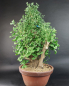 Preview: Bonsai - Ginkgo Biloba, Japan