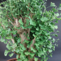 Preview: Bonsai - Ginkgo Biloba, Japan