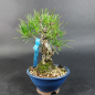 Preview: Bonsai - Japanese Black Pine, Pinus Thunbergii, Corticosa, Shohin