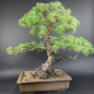 Preview: Bonsai - Mädchenkiefer (wurzelecht), Pinus Pentaphylla, Japan