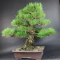 Preview: Bonsai - Pinus Thunbergii, Schwarzkiefer, Japan