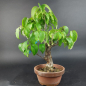 Preview: Bonsai - Kornelkirsche, Cornus Mas, Japan