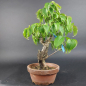 Preview: Bonsai - Kornelkirsche, Cornus Mas, Japan
