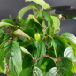 Preview: Bonsai - Kornelkirsche, Cornus Mas, Japan