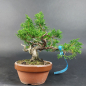 Preview: Bonsai - Japanese Juniper, Juniperus Chinensis, Shohin - Kopie