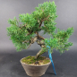 Preview: Bonsai - Wacholder, Juniperus Chinensis