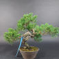 Preview: Bonsai - Wacholder, Juniperus Chinensis