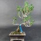 Preview: Bonsai - Pinus Thunbergii Senjumaru, Schwarzkiefer, Japan