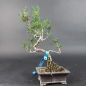Preview: Bonsai - Pinus Thunbergii Senjumaru, Schwarzkiefer, Japan