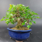 Preview: Bonsai - Dreispitzahorn, Acer Buergerianum Shohin