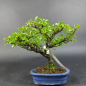 Preview: Bonsai - Quince red, Cydonia sinensis
