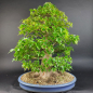 Preview: Bonsai - Dreispitzahorn, Acer Buergerianum