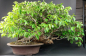 Preview: Bonsai - Quitte, Cydonia Sinensis