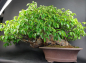 Preview: Bonsai - Quitte, Cydonia Sinensis