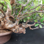 Preview: Bonsai - Quitte, Cydonia Sinensis