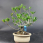 Preview: Bonsai - Gardenia jasminoides, Shohin