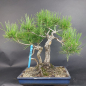 Preview: Bonsai - Schwarzkiefer, Pinus Thunbergii, Japan