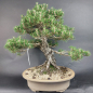 Preview: Bonsai - Pinus Thunbergii Kotobuki, Schwarzkiefer, Japan