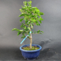 Preview: Bonsai - Jap. Schneeglöckchen, Styrax Japonica