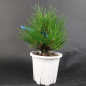 Preview: Bonsai - Pinus Thunbergii Corticosa, Schwarzkiefer, Japan