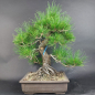 Preview: Bonsai - Pinus Thunbergii, Schwarzkiefer, Japan
