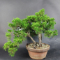Preview: Bonsai - Wacholder, Juniperus Chinensis