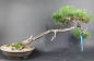 Preview: Bonsai - Pinus Thunbergii, Schwarzkiefer, Japan