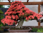 Preview: Bonsai - Jap. Satsuki Azalee, Kinsai