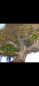 Preview: Bonsai - Jap. Satsuki Azalee, Kinsai