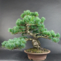 Preview: Bonsai - Mädchenkiefer, Pinus Pentaphylla, Japan