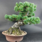 Preview: Bonsai - Mädchenkiefer, Pinus Pentaphylla, Japan