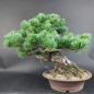 Preview: Bonsai - Mädchenkiefer, Pinus Pentaphylla, Japan