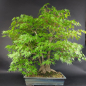 Preview: Bonsai - Japanese Maple, Acer Palmatum