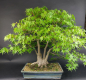Preview: Bonsai - Japanese Maple, Acer Palmatum